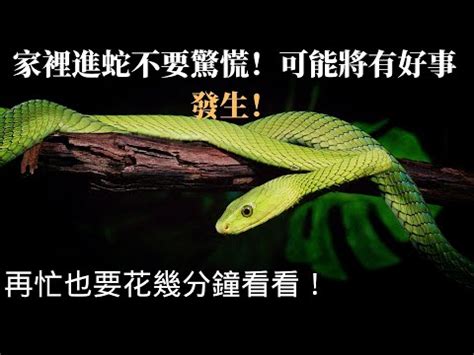 家裡出現蛇代表什麼|【看見蛇代表什麼】看見蛇代表什麼？民俗專家揭露傳統文化中的。